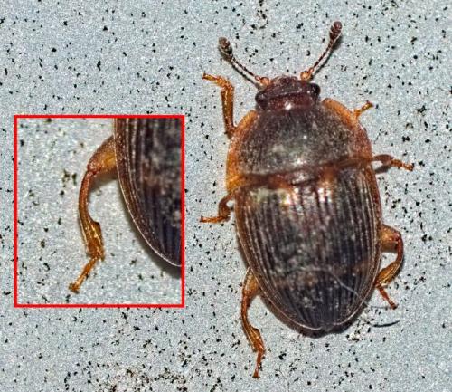 Stelidota geminata